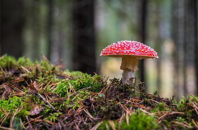 Herbsturlaub